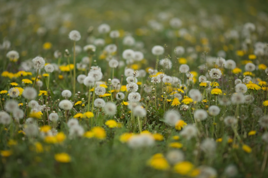 Dandelion weeds in field of grass